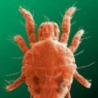 TheSpiderMite