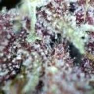 medicinalxtrichomes