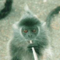 tokingmonkey
