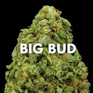 ilovebigbuds