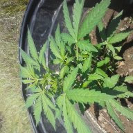 MVPGrower12