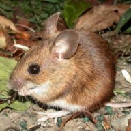 hantavirus