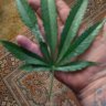 Appalachianthumb
