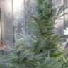 grow bob