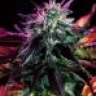 white.boy420