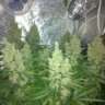 stokemambo21