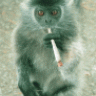 tokingmonkey