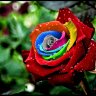 Rainbow Rose