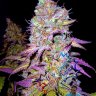 Weedman1112