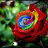 Rainbow Rose