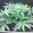 LarryOGKush