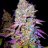 Weedman1112