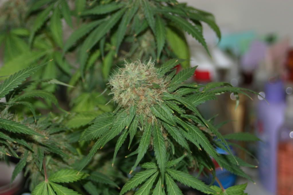 frosty036.jpg