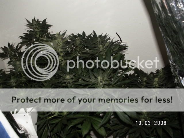 PICT0005.jpg