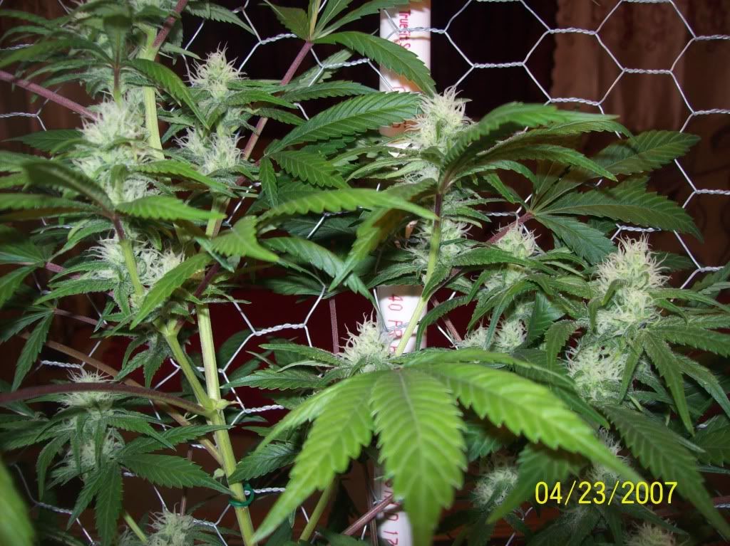 100_8747.jpg