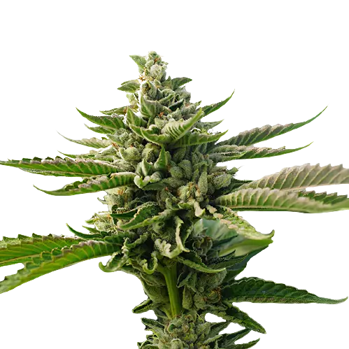 royalkingseeds.com