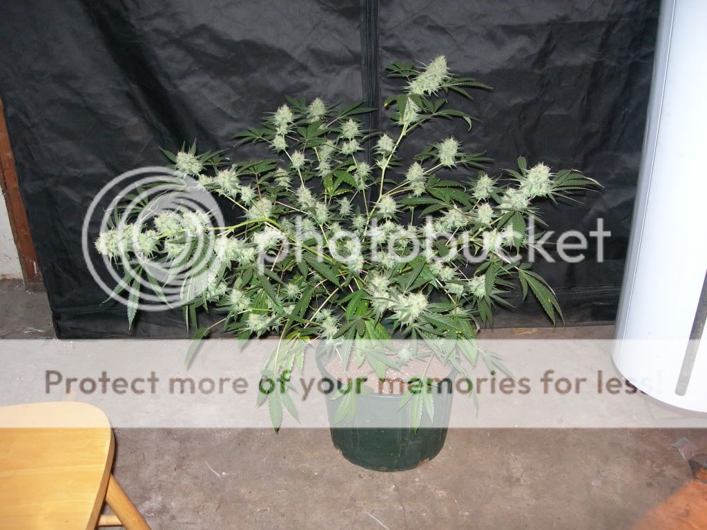 DSCN8369.jpg