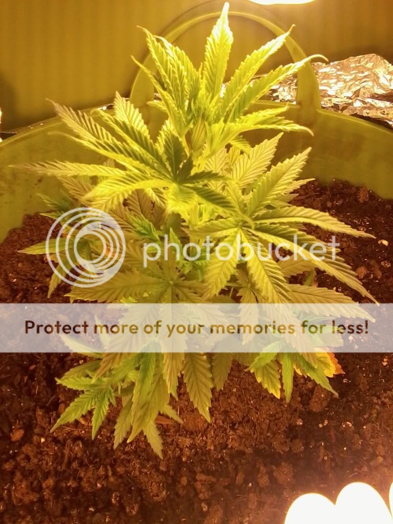 Peppaweek1flower.jpg