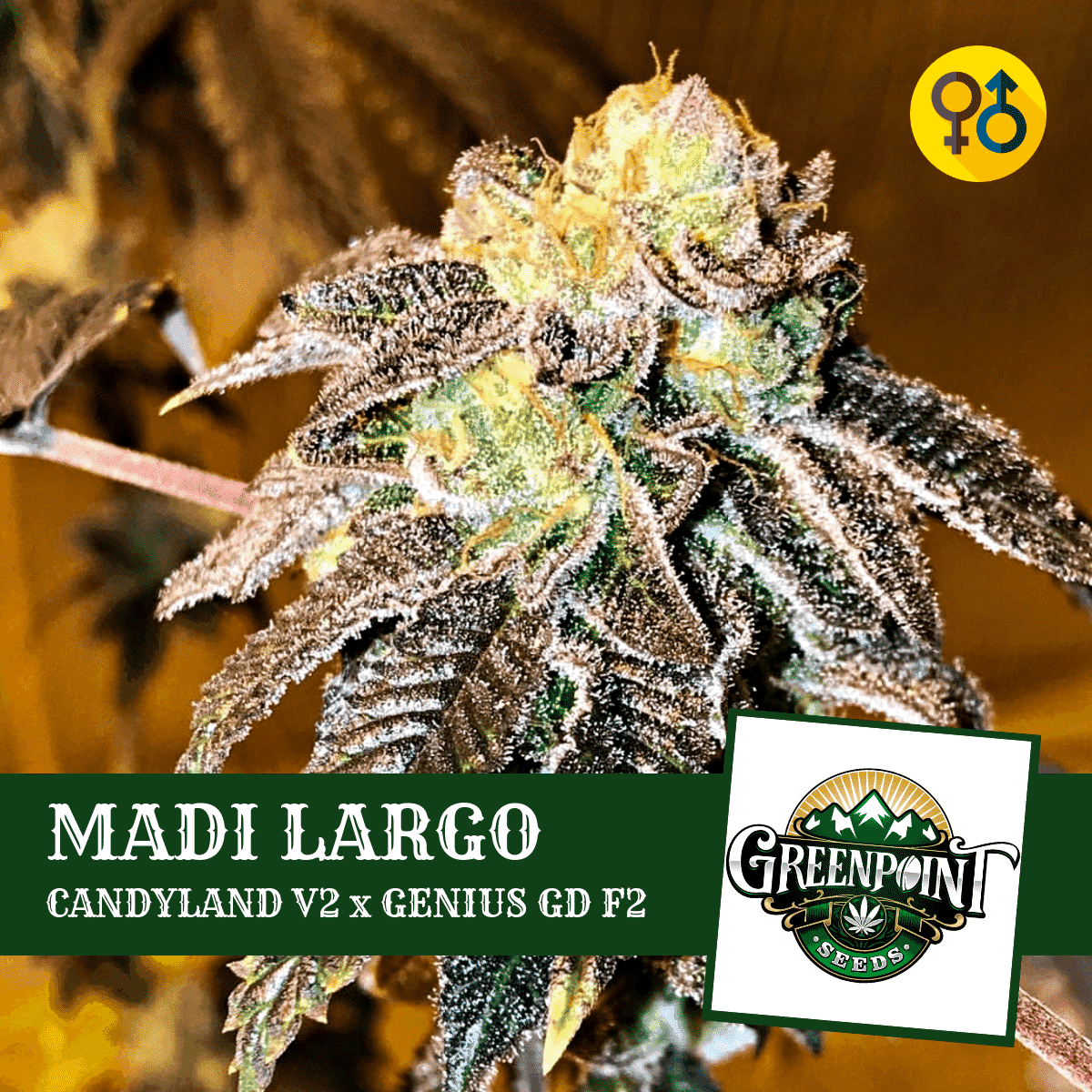 madi-largo-candyland-granddaddy-seeds_3a.png