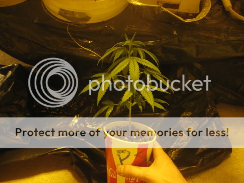 plants314.jpg