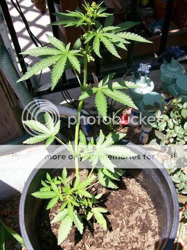 PLANT018.jpg
