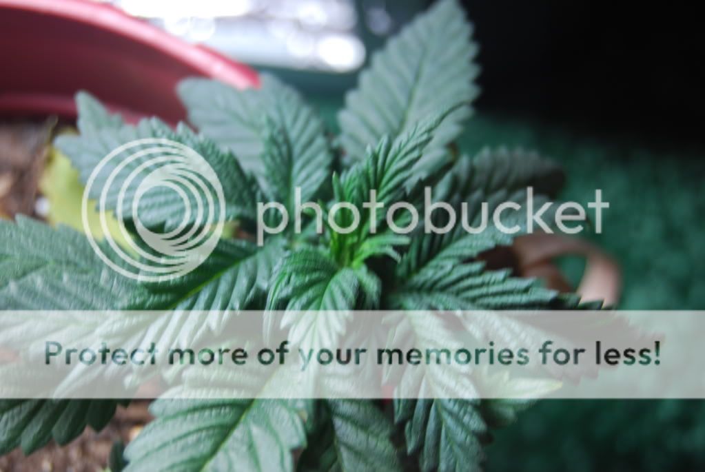 weed27005.jpg