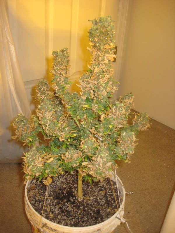 plants309.jpg