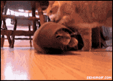 gifs_02.gif