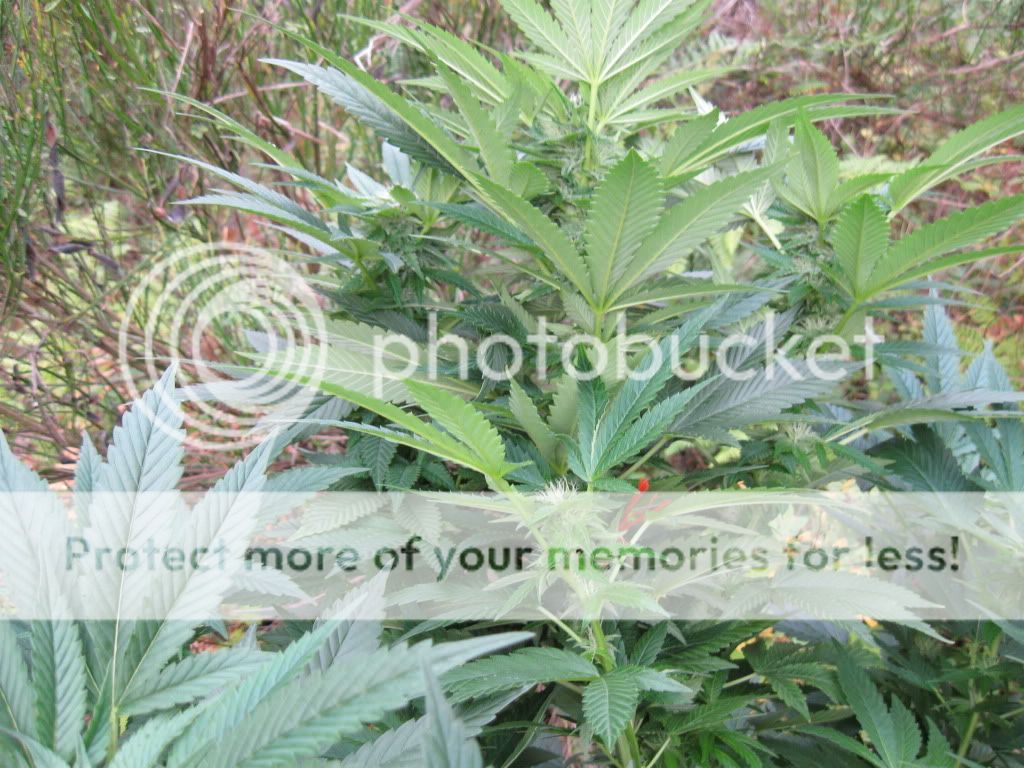 flower5025.jpg
