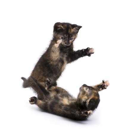 fear-2-kittens-fighting.jpg