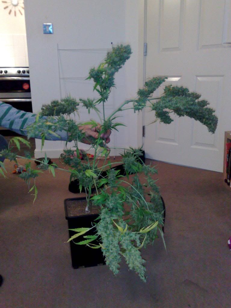 trim005.jpg