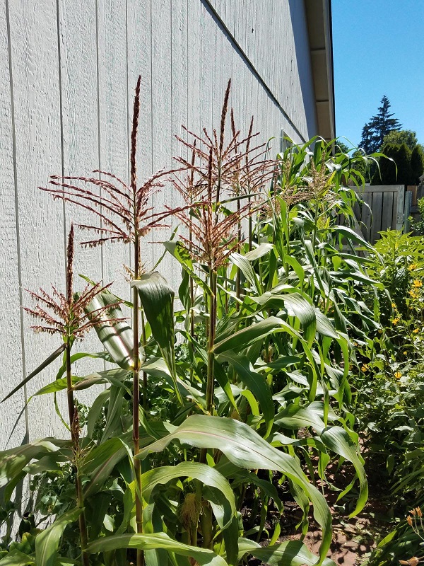 corn1c.jpg