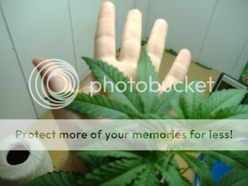 bud004.jpg