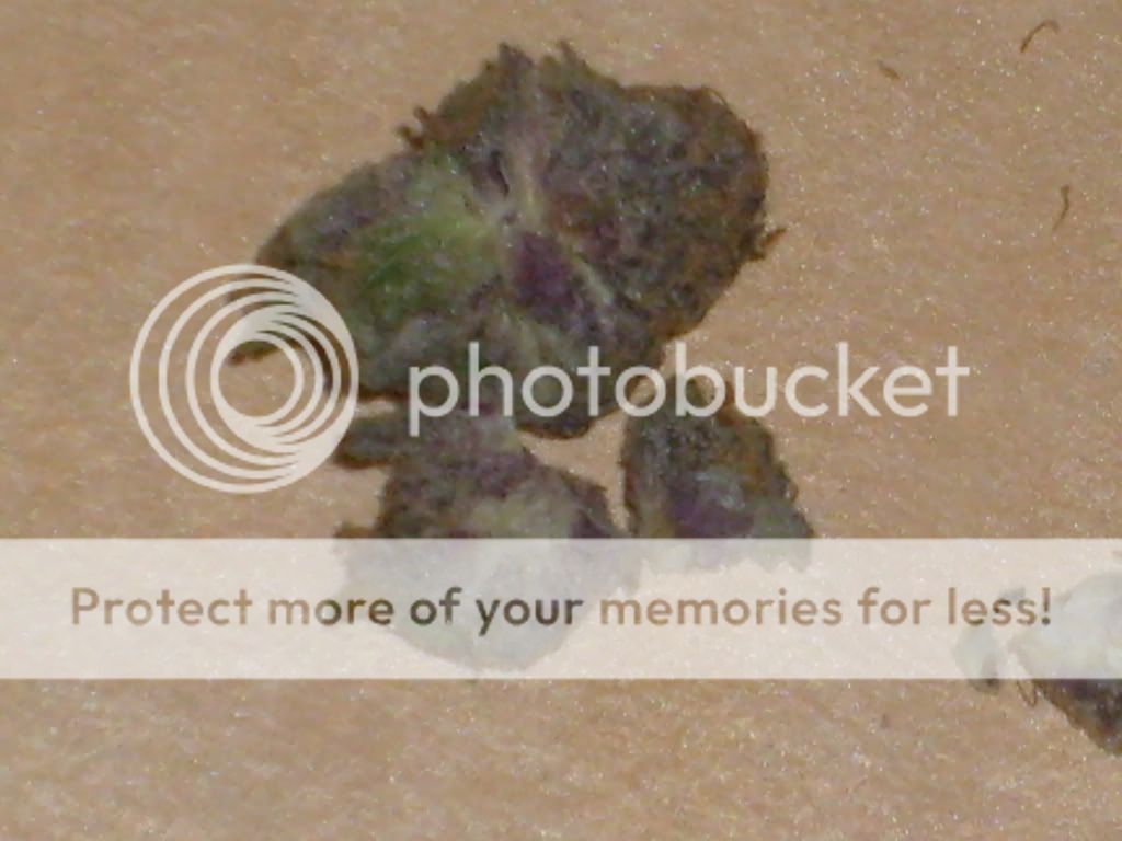 granddaddypurple001.jpg