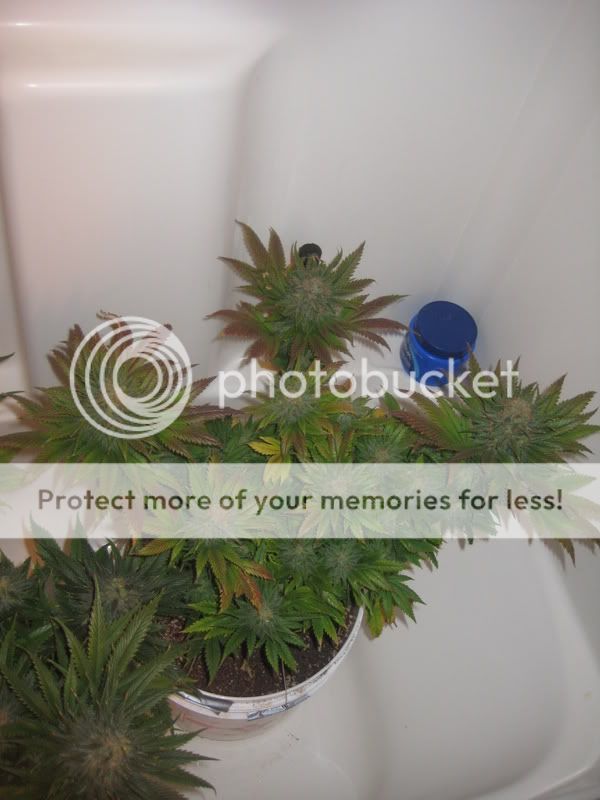 plants217.jpg