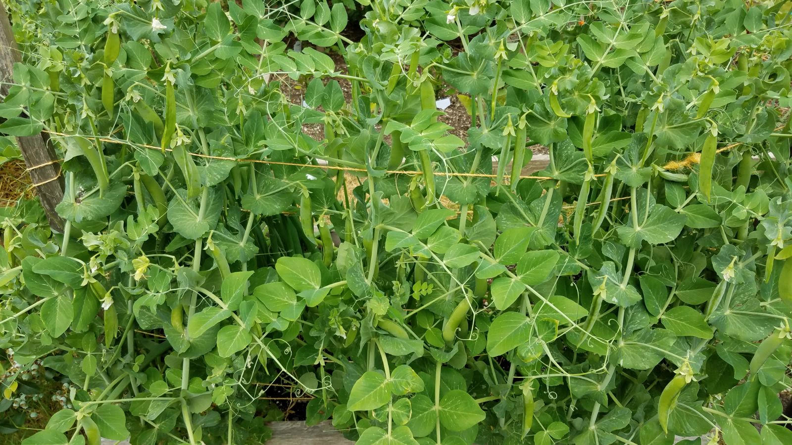 peas615.jpg