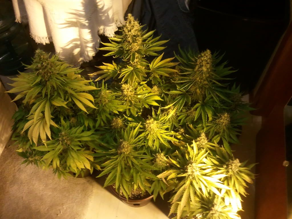 2011-07-15213044.jpg