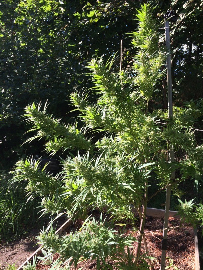oregongreenseed.com