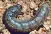 pests_cutworm.jpg