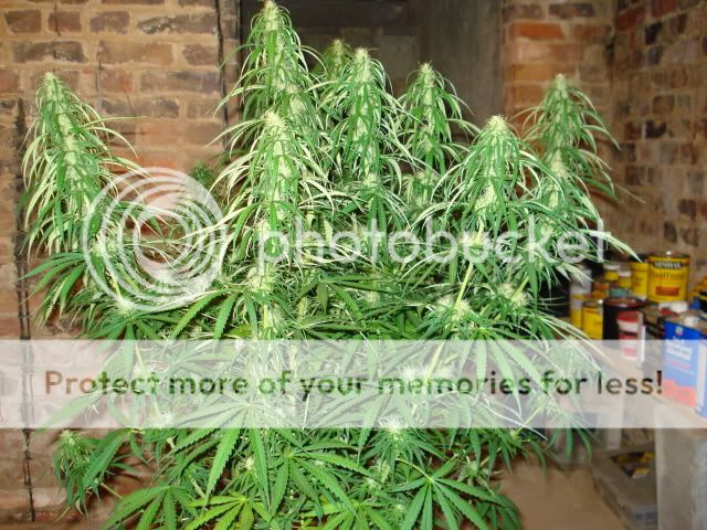 TSSLifeofPlant028.jpg
