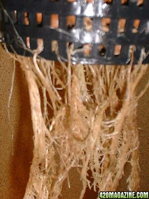 1134pythium-root-rot-close11.jpg