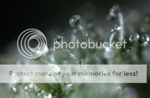 trichs.jpg