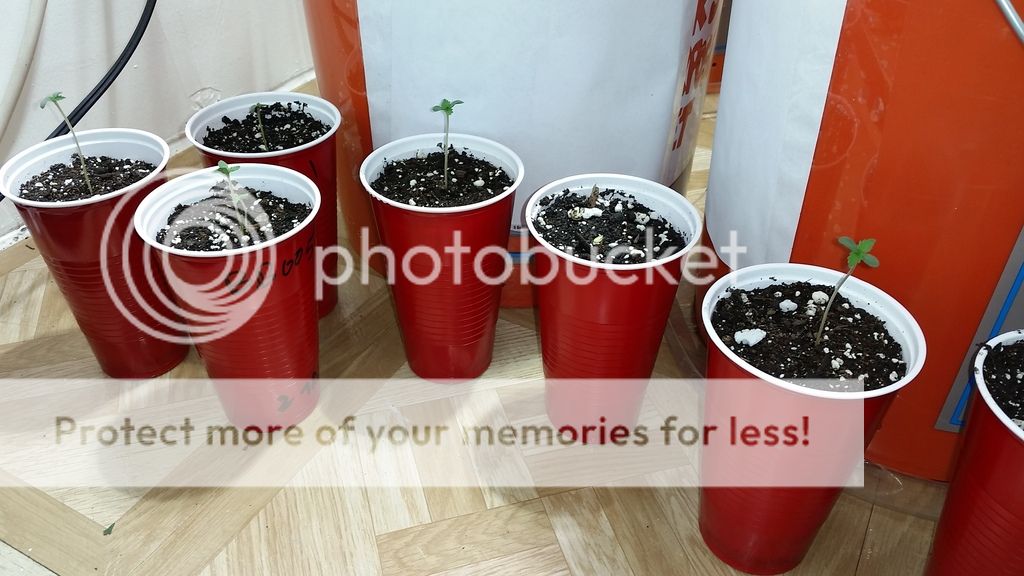 20151123_205619_zps7txpmvln.jpg