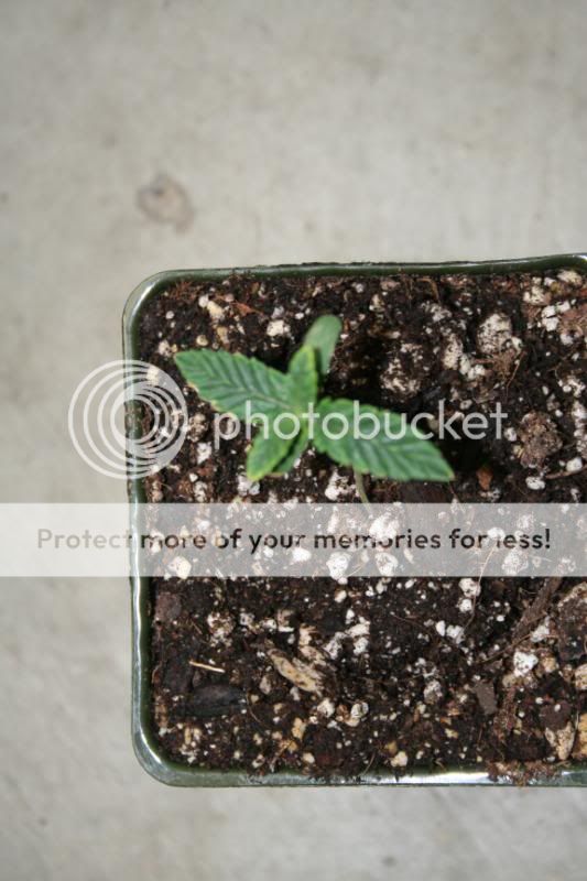 SeedlingsandClones001.jpg