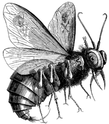 220px-Beelzebub.png