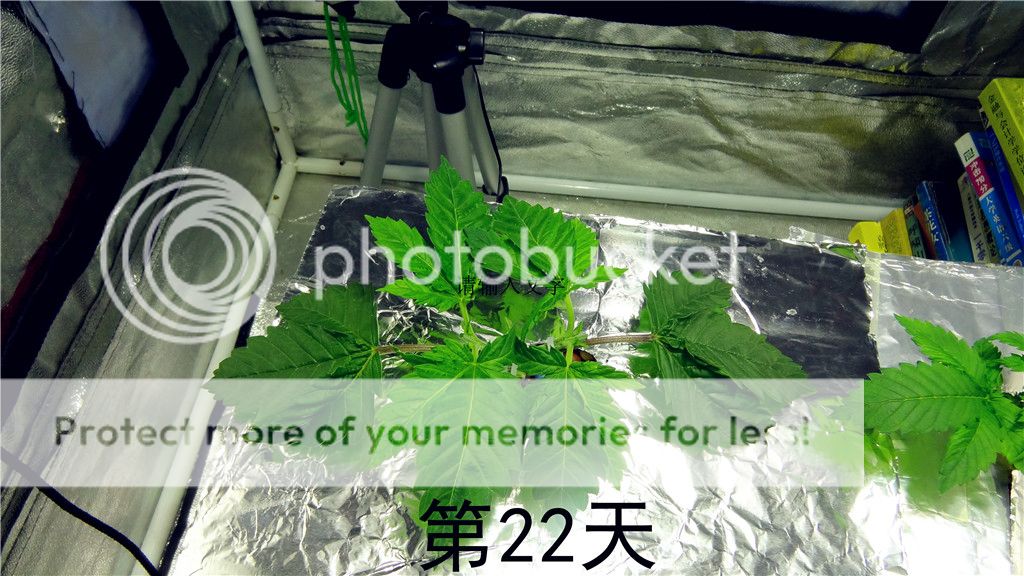 DSC03314__zpscsebdfwb.jpg