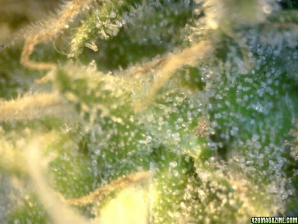trichs_oct16_9.jpg