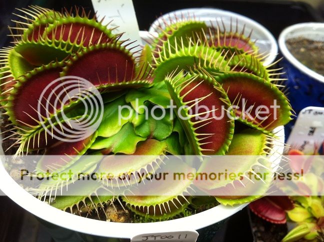 IMG_4484_zps3805e2d0.jpg