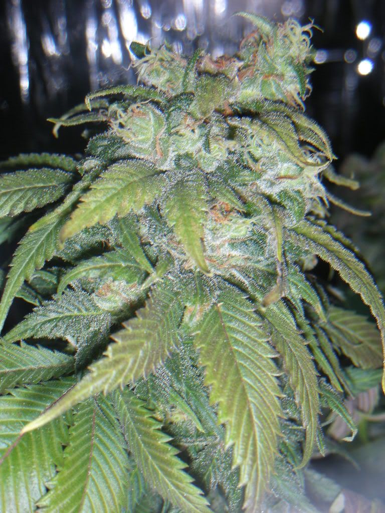 DSCN2207.jpg