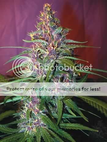 purple.jpg